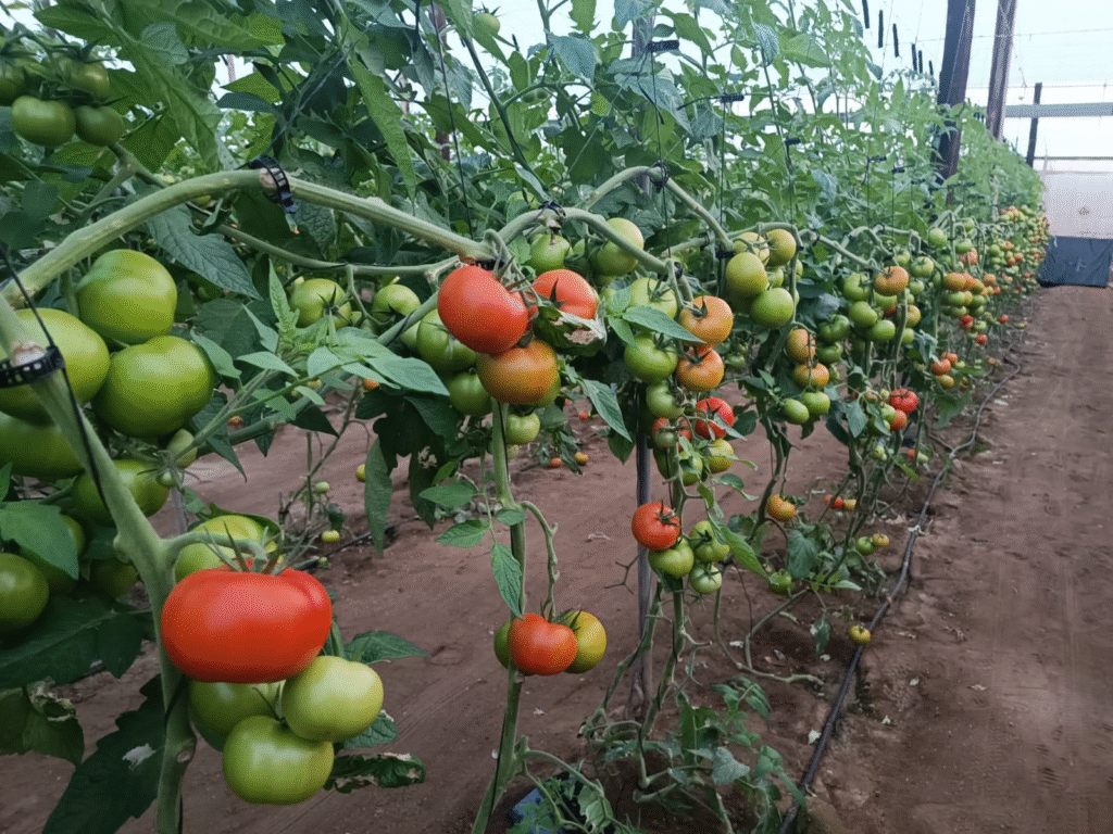 Tomateras en la finca