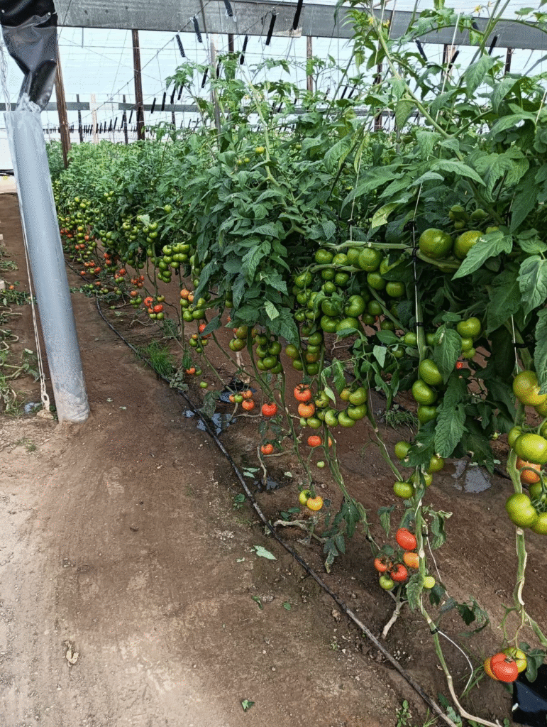 Tomateras interior